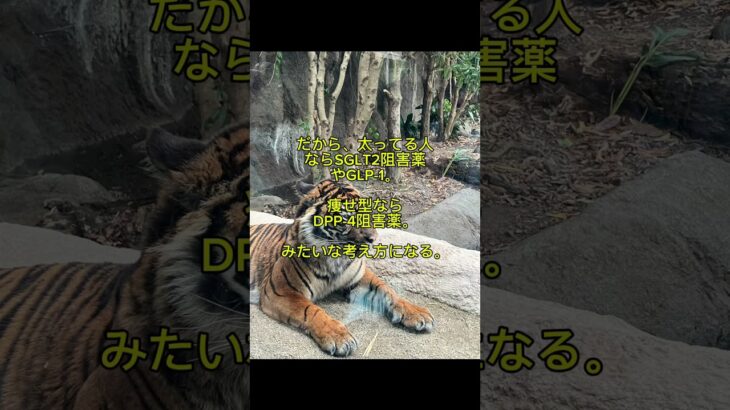 #薬剤師 #糖尿病 #調剤薬局 #医療 #SGLT2 #メトホルミン #GLP1 #マンジャロ #医療従事者 #薬局