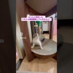 風太VS栗まろ　#猫, #cat ,#猫糖尿病 ,#FIP ,#奇跡 ,ハチワレ,スコティッシュフォールド