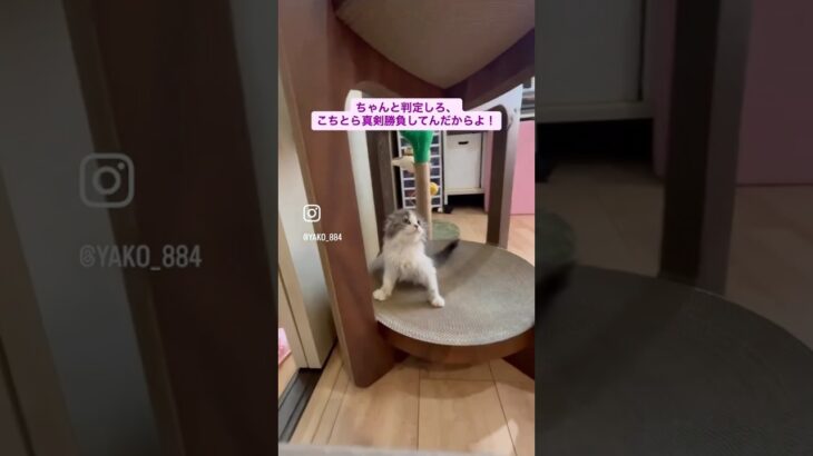 風太VS栗まろ　#猫, #cat ,#猫糖尿病 ,#FIP ,#奇跡 ,ハチワレ,スコティッシュフォールド