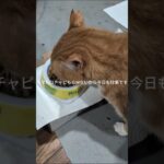 ママもコチャもＧWないから今日も仕事です #糖尿病網膜症 #元野良猫 #猫のいる暮らし