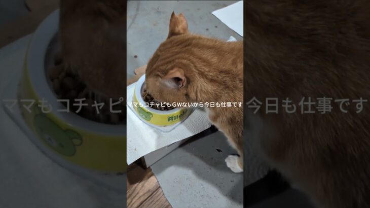 ママもコチャもＧWないから今日も仕事です #糖尿病網膜症 #元野良猫 #猫のいる暮らし