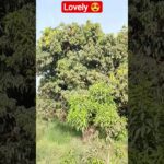 #beautiful #mango #fypシ゚viral #nft #fruit