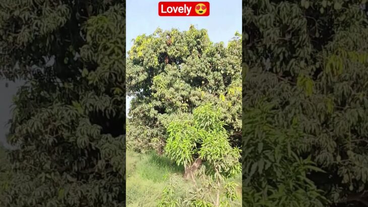 #beautiful #mango #fypシ゚viral #nft #fruit