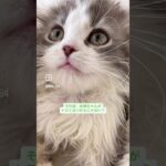 風太、はちの怒りを買う💦　#猫, #cat ,#猫糖尿病 ,#FIP ,#奇跡 ,ハチワレ,スコティッシュフォールド,