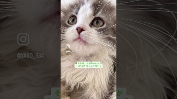 風太、はちの怒りを買う💦　#猫, #cat ,#猫糖尿病 ,#FIP ,#奇跡 ,ハチワレ,スコティッシュフォールド,