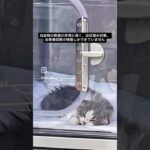 風太の居ない静かな夜　#猫, #cat ,#猫糖尿病 ,#FIP ,#奇跡
