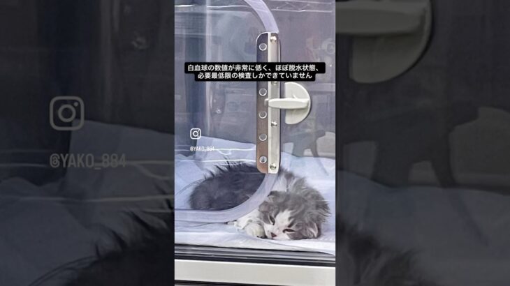 風太の居ない静かな夜　#猫, #cat ,#猫糖尿病 ,#FIP ,#奇跡