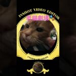 老貓曬太陽 #catdrama #cat #catmusic #cute #貓 #糖尿病