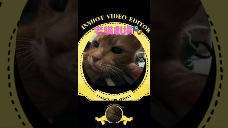 老貓曬太陽 #catdrama #cat #catmusic #cute #貓 #糖尿病
