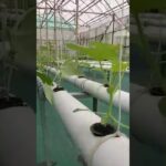 system NFT Hidroponik #trending #greenhouse #melon  #hidroponik #hidroponikmelon #nft