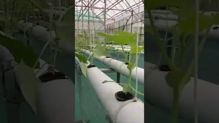 system NFT Hidroponik #trending #greenhouse #melon  #hidroponik #hidroponikmelon #nft