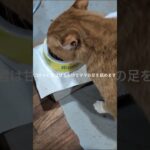 コチャピ君は甘えん坊！ママの足を舐めます #糖尿病網膜症 #元野良猫 #猫のいる暮らし
