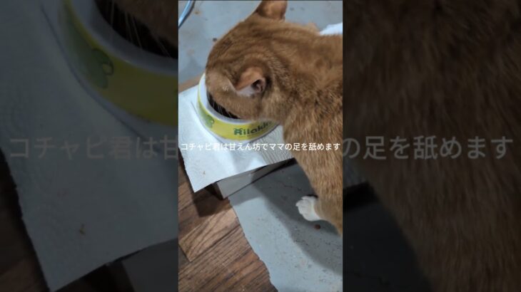 コチャピ君は甘えん坊！ママの足を舐めます #糖尿病網膜症 #元野良猫 #猫のいる暮らし