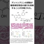 アントシアニンの摂取が糖尿病性腎症の進行を抑制することが示唆された。