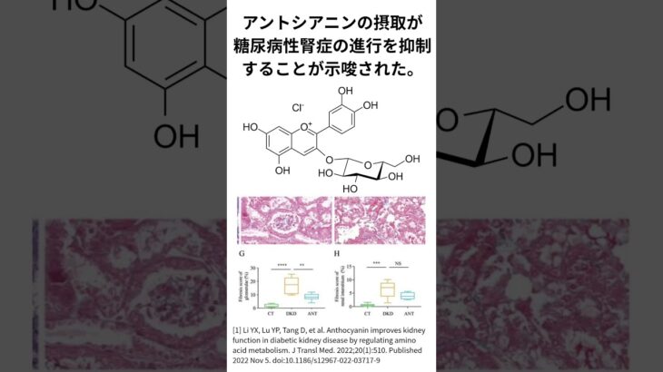 アントシアニンの摂取が糖尿病性腎症の進行を抑制することが示唆された。