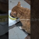 昨夜コチャピ君がくしゃみするから心配です #糖尿病網膜症 #元野良猫 #猫のいる暮らし