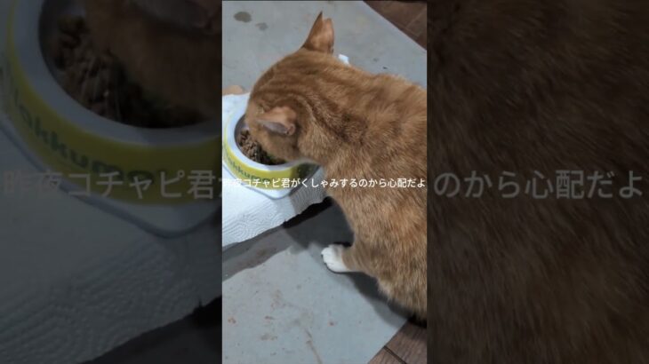 昨夜コチャピ君がくしゃみするから心配です #糖尿病網膜症 #元野良猫 #猫のいる暮らし