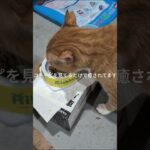 コチャピを見てるだけで癒されてます。かわいい #糖尿病網膜症 #元野良猫 #猫のいる暮らし