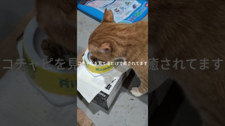 コチャピを見てるだけで癒されてます。かわいい #糖尿病網膜症 #元野良猫 #猫のいる暮らし