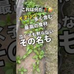 【菊芋】血糖値高いカミさんはコレを喰う！　#菊芋　#イヌリン　#糖尿病予防