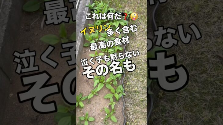【菊芋】血糖値高いカミさんはコレを喰う！　#菊芋　#イヌリン　#糖尿病予防