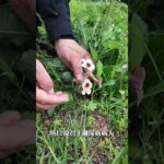 调理糖尿病的中草药 地黄，取自玄参科植物地黄的新鲜或干燥块根，是“四大怀药”之首。本视频带你揭秘：鲜地黄、生地黄、熟地黄，三药同源但功效迥异！它能清热凉血，又能滋阴补肾，是六味地黄丸的核心成分。…