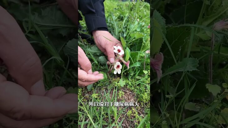 调理糖尿病的中草药 地黄，取自玄参科植物地黄的新鲜或干燥块根，是“四大怀药”之首。本视频带你揭秘：鲜地黄、生地黄、熟地黄，三药同源但功效迥异！它能清热凉血，又能滋阴补肾，是六味地黄丸的核心成分。…