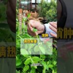 糖尿病足红肿热疼可以找它 金银花 金银花，大家都非常熟悉，糖尿病足也是一种非常常见的疾病，任何疾病的中药治疗都要讲究辨证论治，糖尿病足如果出现了红肿热痛，中医辩证为热毒炽盛，金银花才对证。视频内…