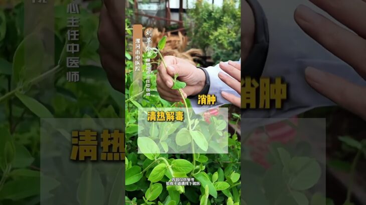 糖尿病足红肿热疼可以找它 金银花 金银花，大家都非常熟悉，糖尿病足也是一种非常常见的疾病，任何疾病的中药治疗都要讲究辨证论治，糖尿病足如果出现了红肿热痛，中医辩证为热毒炽盛，金银花才对证。视频内…