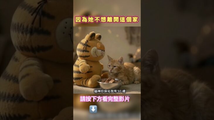 22歲糖尿病老貓能痊愈嗎？ #catdrama #cat #catmusic #糖尿病 #老貓拼命￼生存 #老貓