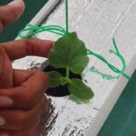3 HST Melon Hidroponik Greenhouse sistem NFT