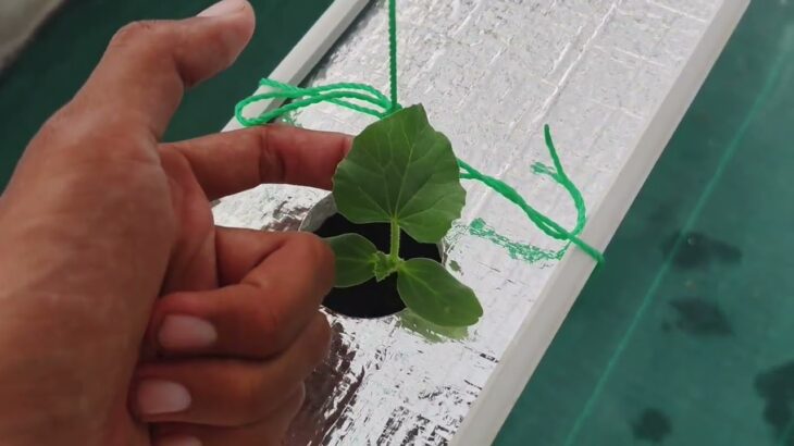 3 HST Melon Hidroponik Greenhouse sistem NFT