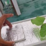 6 HST Melon Hidroponik Greenhouse sistem NFT