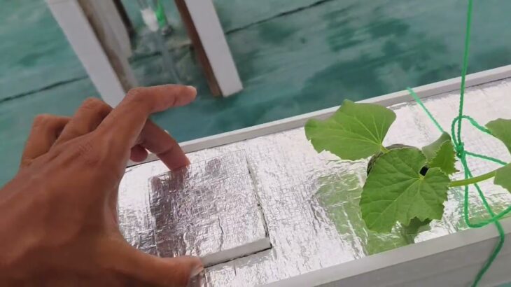 6 HST Melon Hidroponik Greenhouse sistem NFT