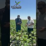 Ayçiçeği Tarlasında Mucizevi Gelişim: Ferment Feramino ve NFT Etkisi!  #tarımteknolojileri #farming