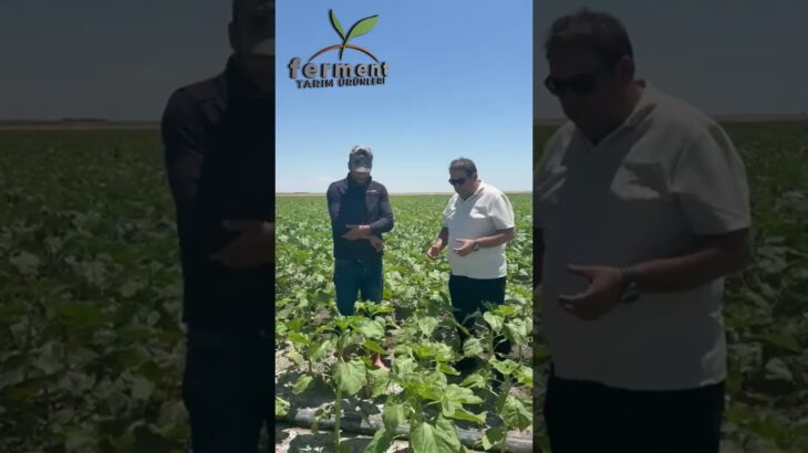 Ayçiçeği Tarlasında Mucizevi Gelişim: Ferment Feramino ve NFT Etkisi!  #tarımteknolojileri #farming