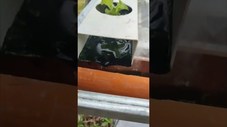 DFT vs NFT system? – Hydroponics