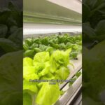 Grow Fresh Vegetables Anywhere with a Hydroponic Container Farm #hydroponics