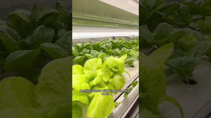 Grow Fresh Vegetables Anywhere with a Hydroponic Container Farm #hydroponics