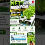 💧 Kenapa Petani Hidroponik Banyak Memilih Sistem NFT?..#selada #nft #seladahidroponik #abmix #fyp