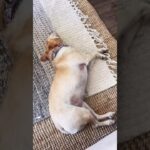 Lola dreaming about #NFT #mint #openseas #nftart #nftsrtist… #Shorts #marcinteodoru