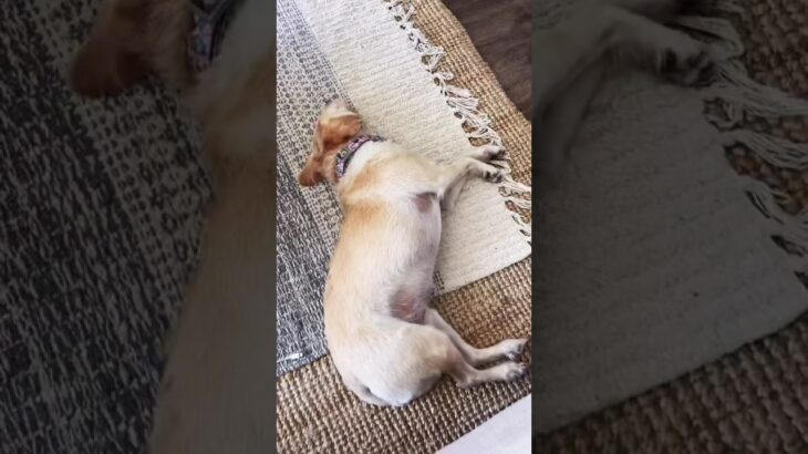 Lola dreaming about #NFT #mint #openseas #nftart #nftsrtist… #Shorts #marcinteodoru
