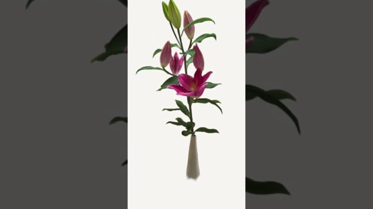 #NFT #ART #FLOWER #opensea #openseanft #nftcommunity #nftartist #nftgame