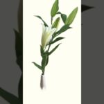#NFT #ART #FLOWER #opensea #openseanft #openseamarketplace #opensearch #zora #zoranft #nftartist