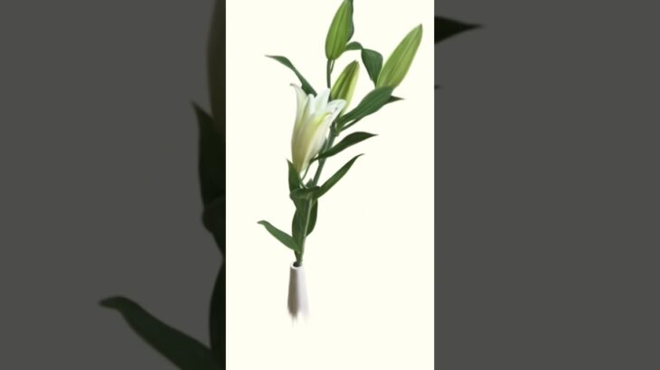 #NFT #ART #FLOWER #opensea #openseanft #openseamarketplace #opensearch #zora #zoranft #nftartist