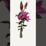#NFT #ART #flower #nftartist #nftcommunity #nftgame #opensea #openseanft #3d #3dart