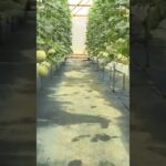 bertanam melon dalam greenhouse sistem NFT #melon #greenhouse #NFT