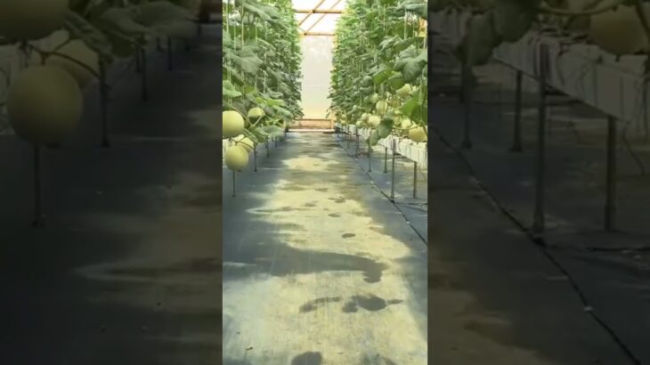 bertanam melon dalam greenhouse sistem NFT #melon #greenhouse #NFT