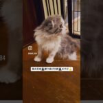 風太忍者🥷現る！　#猫, #cat ,#猫糖尿病 ,#FIP ,#奇跡