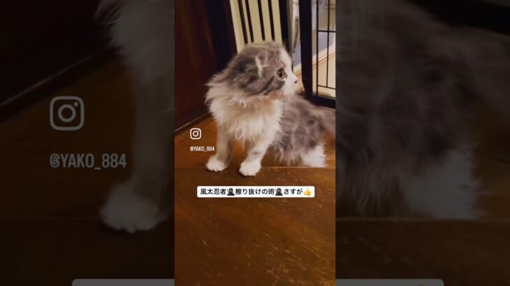 風太忍者🥷現る！　#猫, #cat ,#猫糖尿病 ,#FIP ,#奇跡